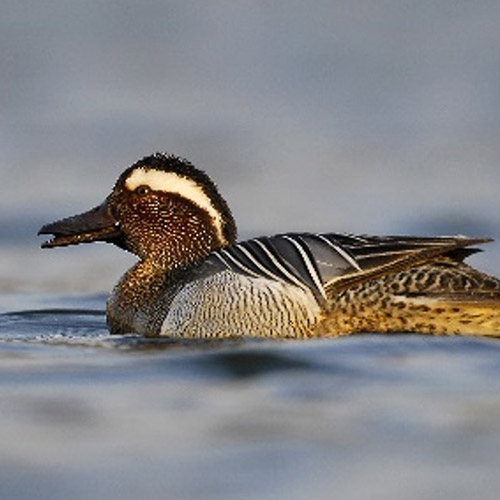 Enten