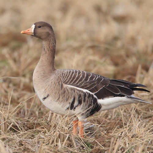 Gänse