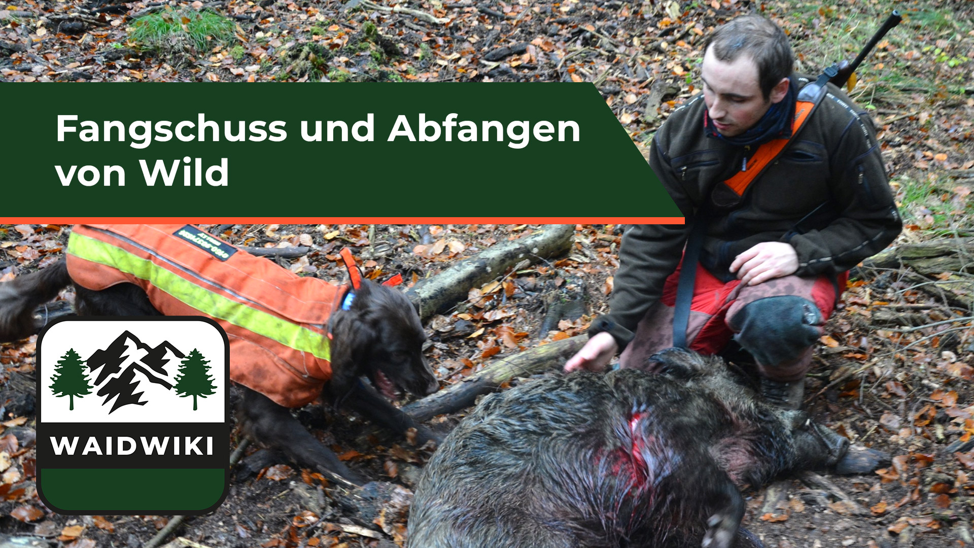 Fangschuss und Abfangen von Wild - Jagdbetrieb