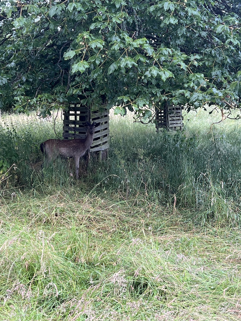 Wildschaden