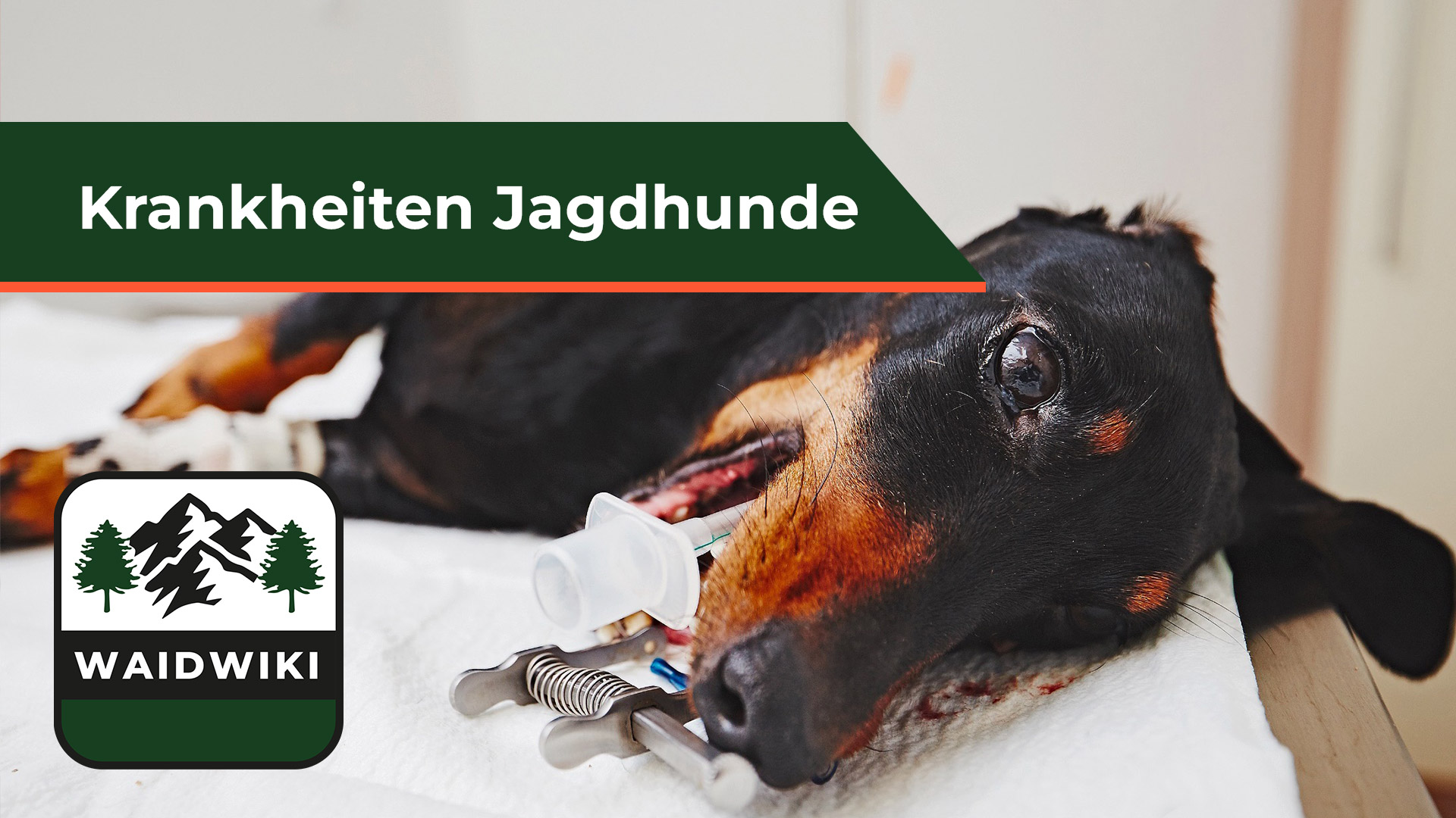 Krankheiten Jagdhunde 