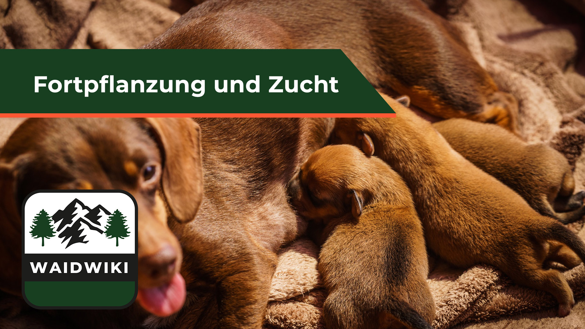 Fortpflanzung und Zucht - Jagdhunde 