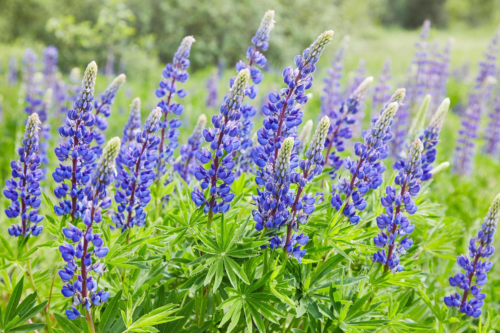 Süßlupine