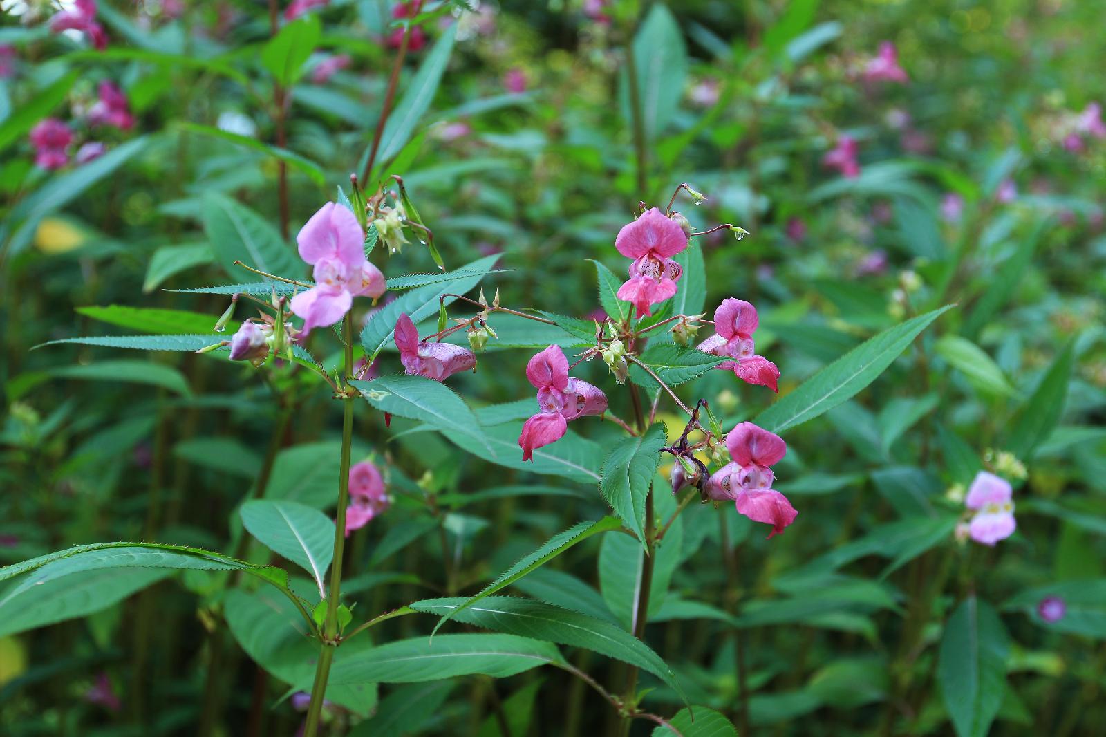 Drüsiges Springkraut