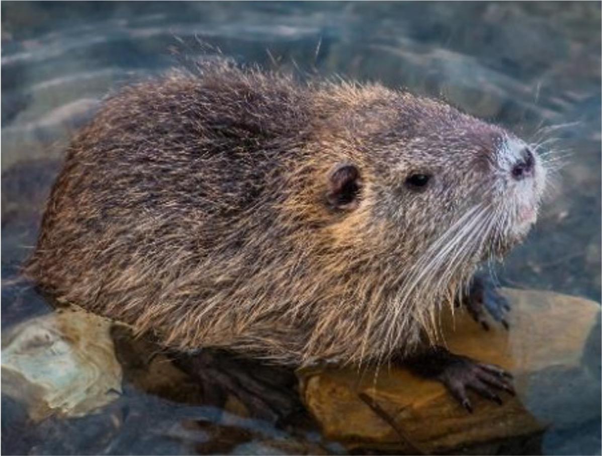 Nutria