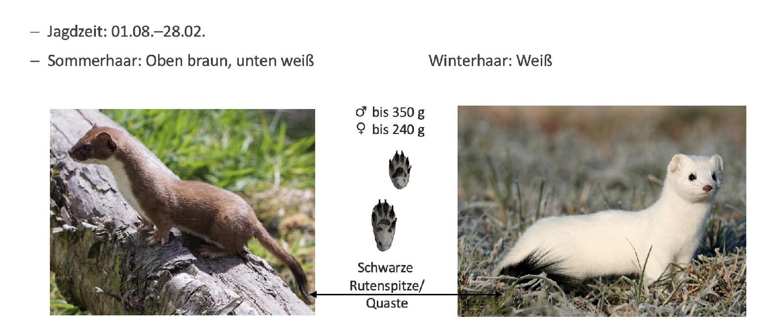 Übersicht Hermelin<br>