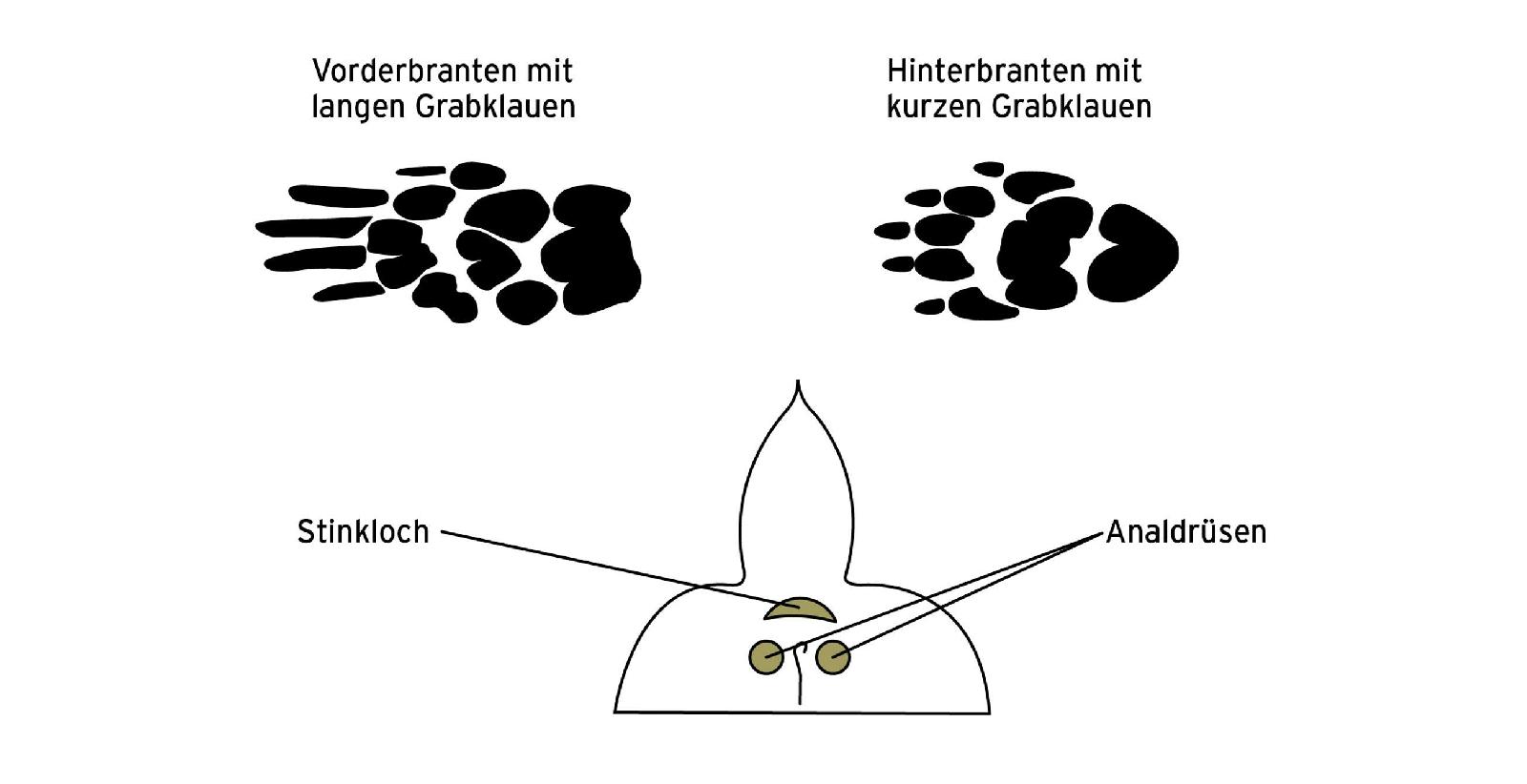 Dachs Körperteile