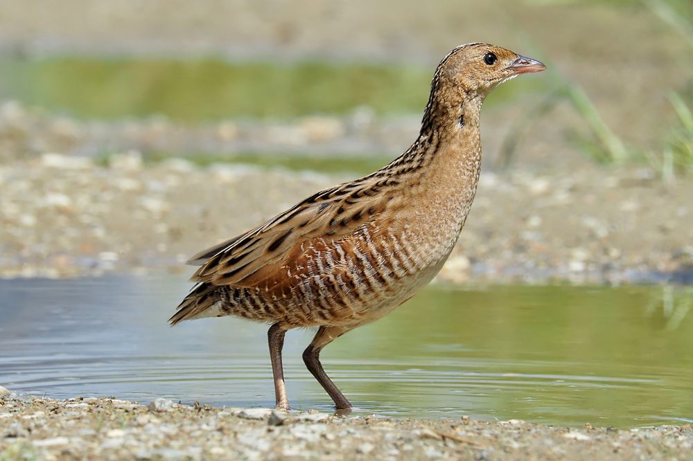 Wachtelkönig