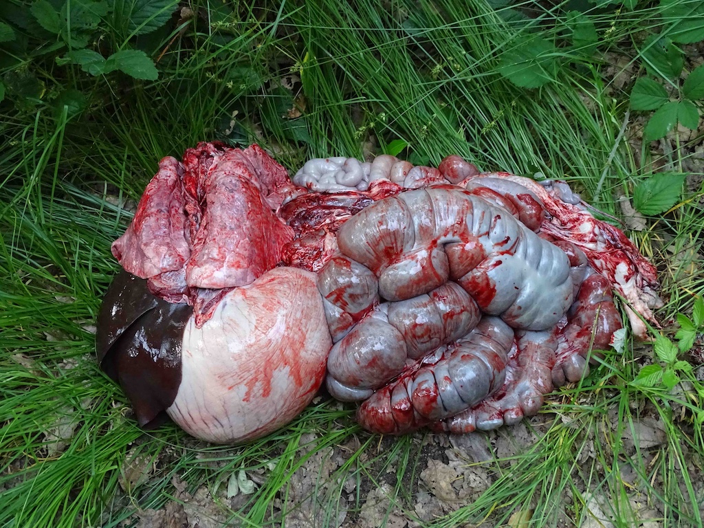 Aufbruch eines Wildschweins