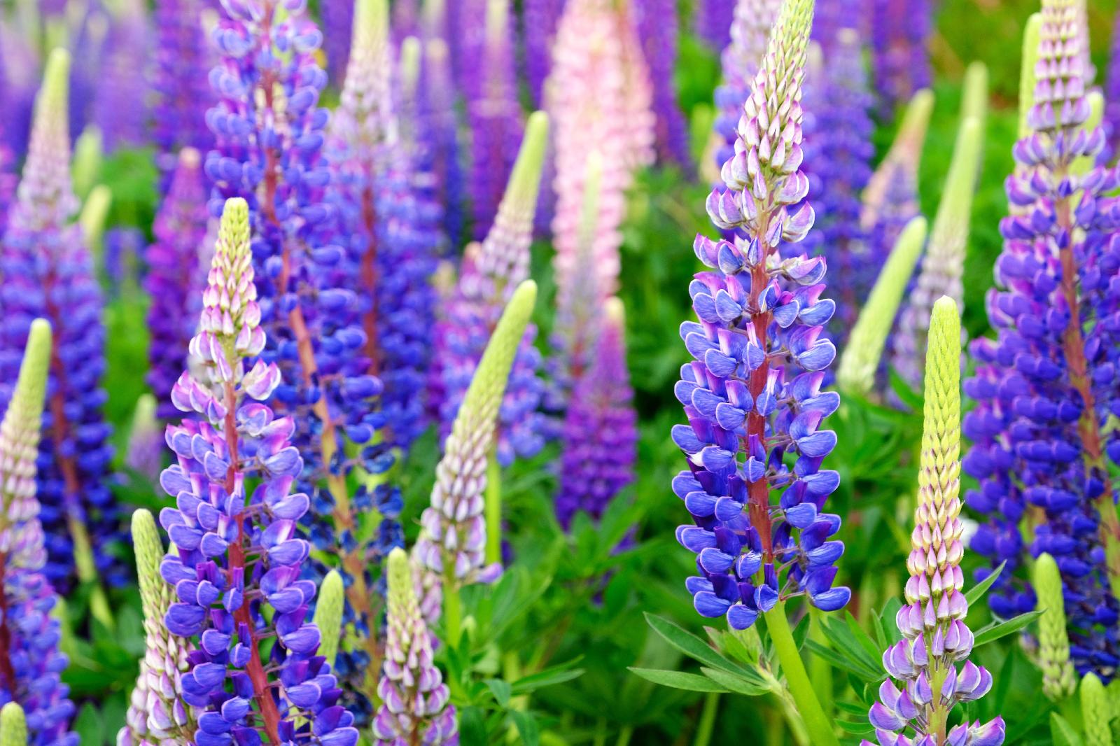Dauerlupine