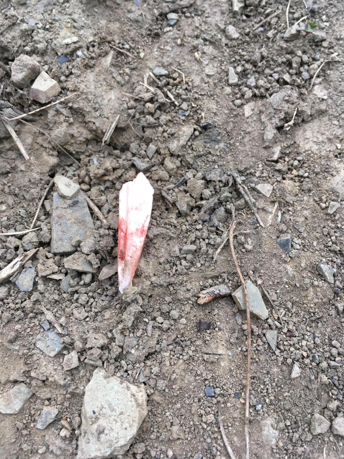 Laufknochen bei der Nachsuche<br>