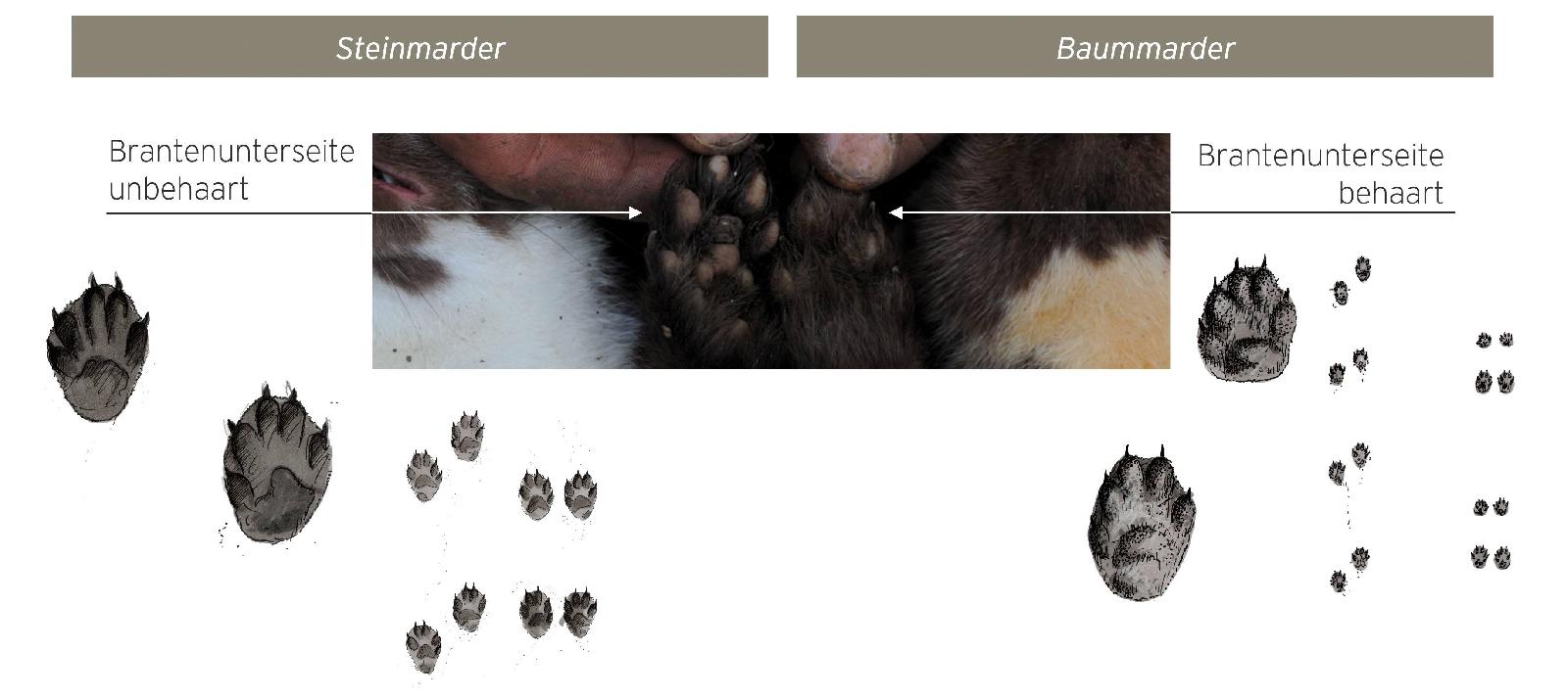 Stein- und Baummarder – Unterschiede