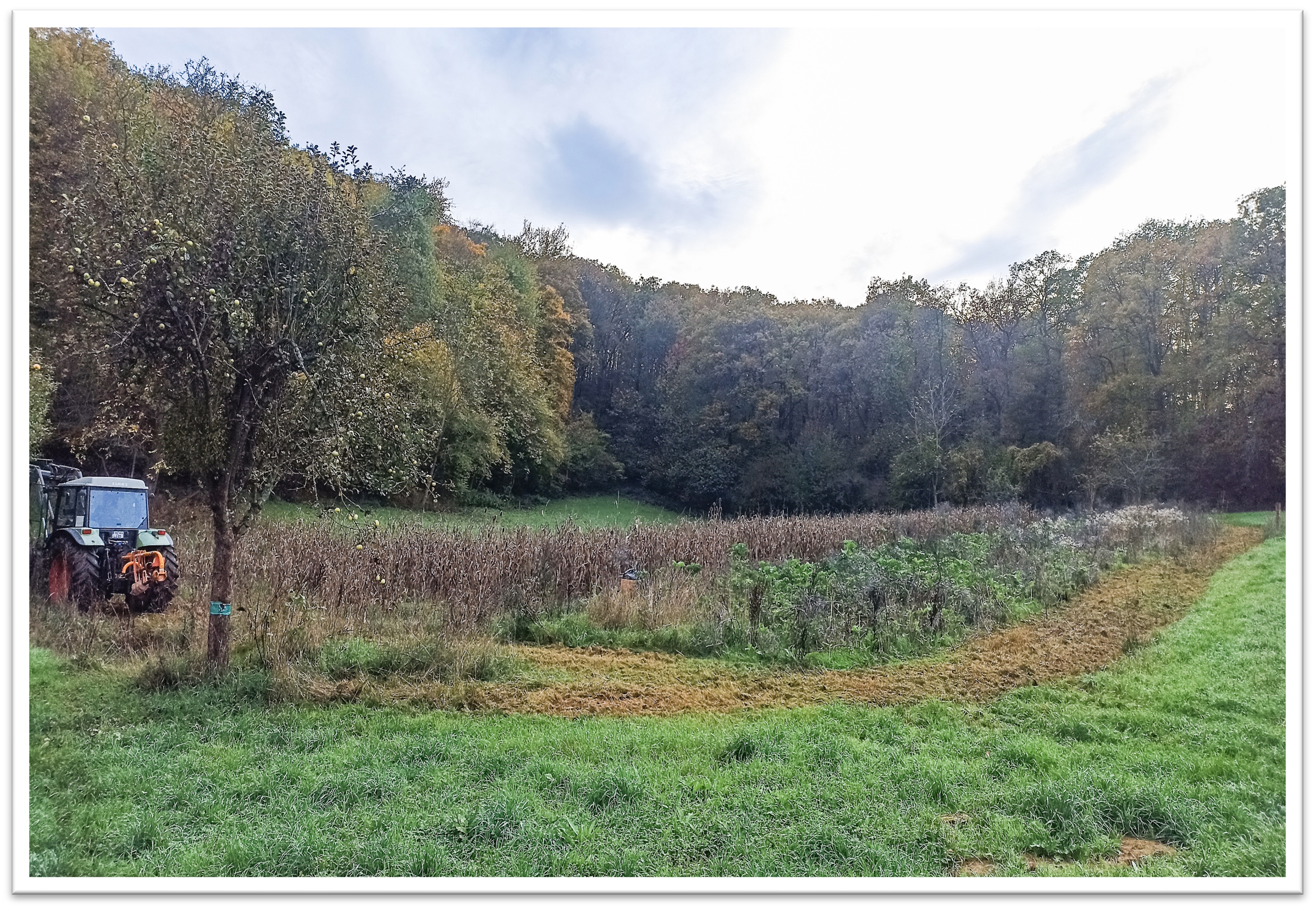 Wildackeranlage im Wald