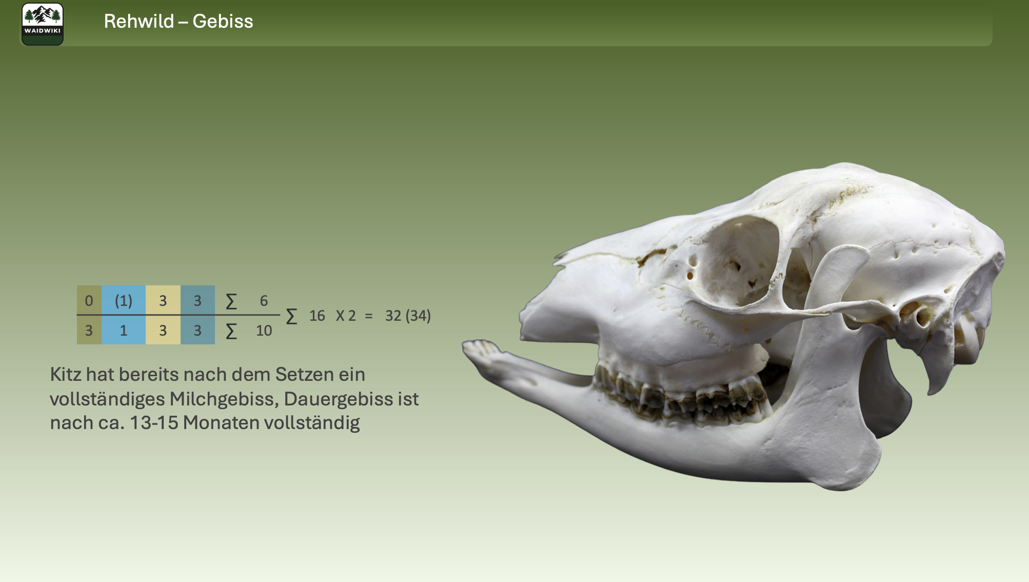 Alle und Boviden 32 Zähne <br>Ausnahme Rot- und Sikawild 34 Zähne (Grandeln) selten auch beim Rehwild <br>Schwarzwild 44 Zähne 
