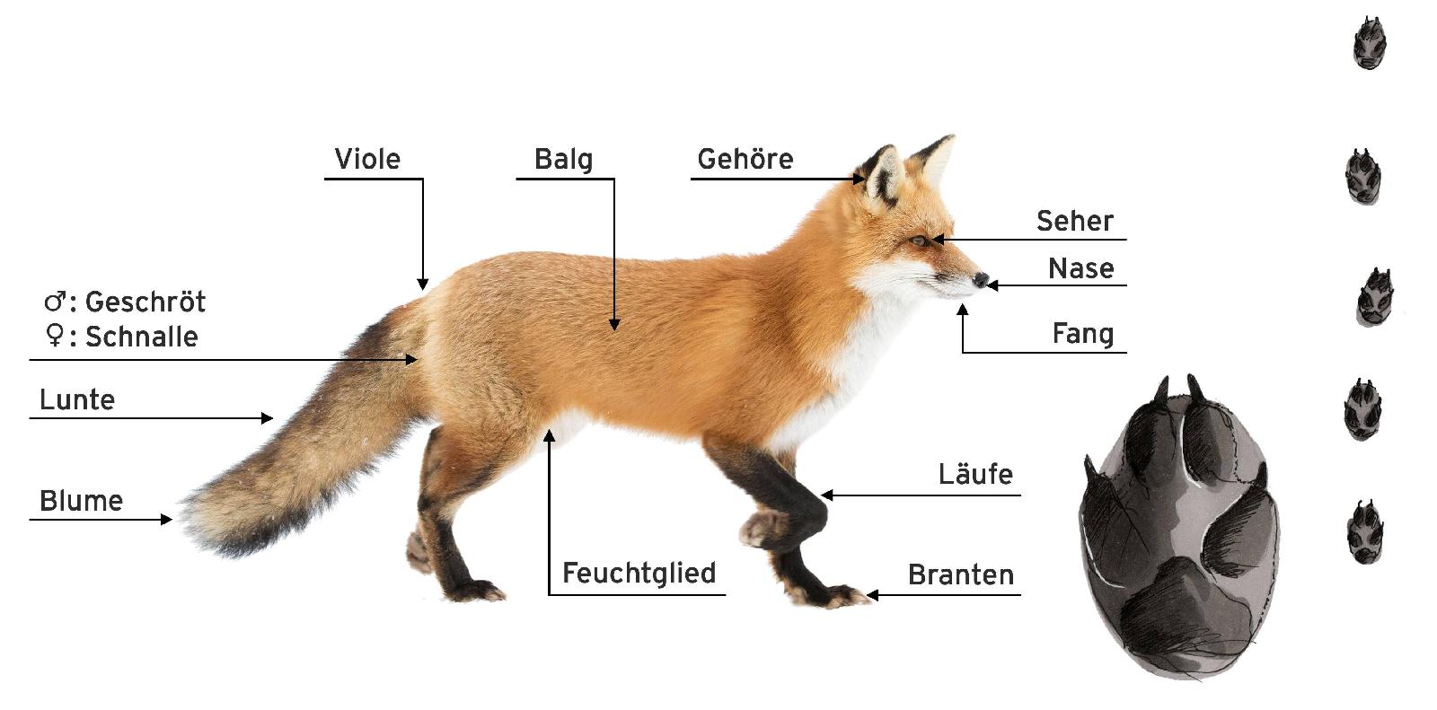 Grundlagen Fuchs
