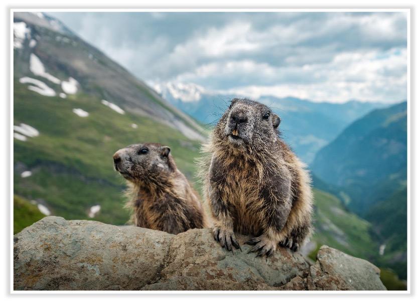 Alpenmurmeltier