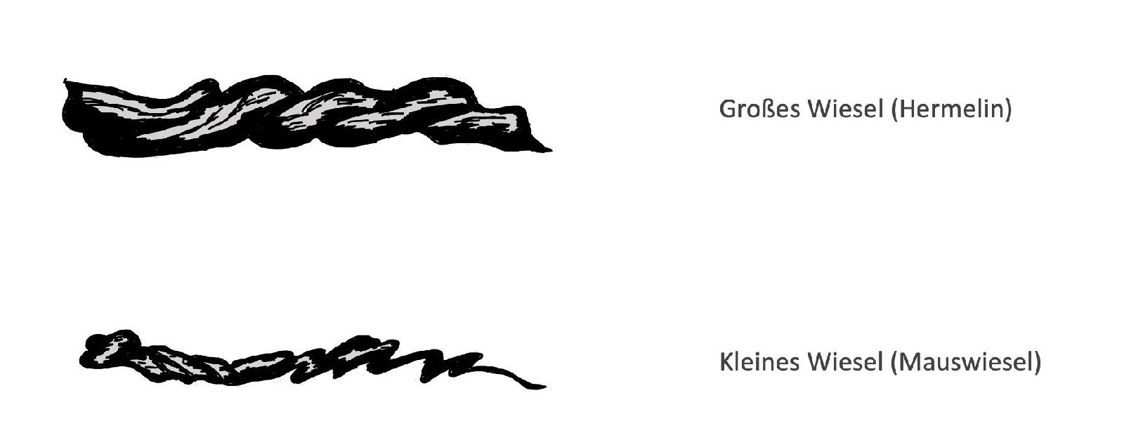 Losung Wiesel<br>