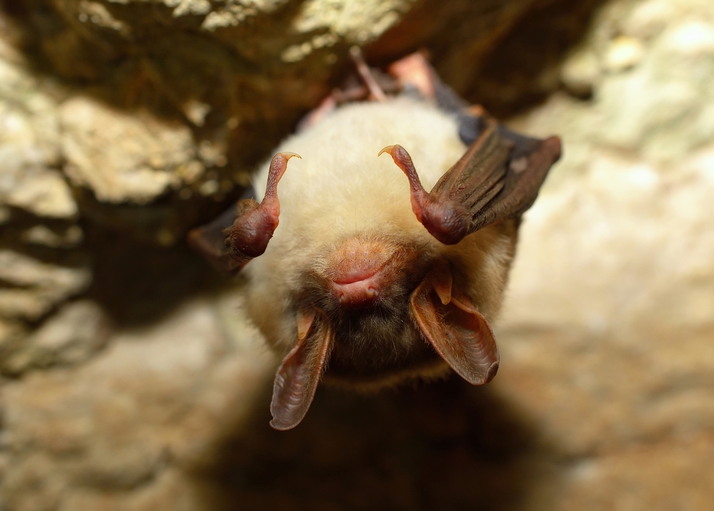 Fledermaus