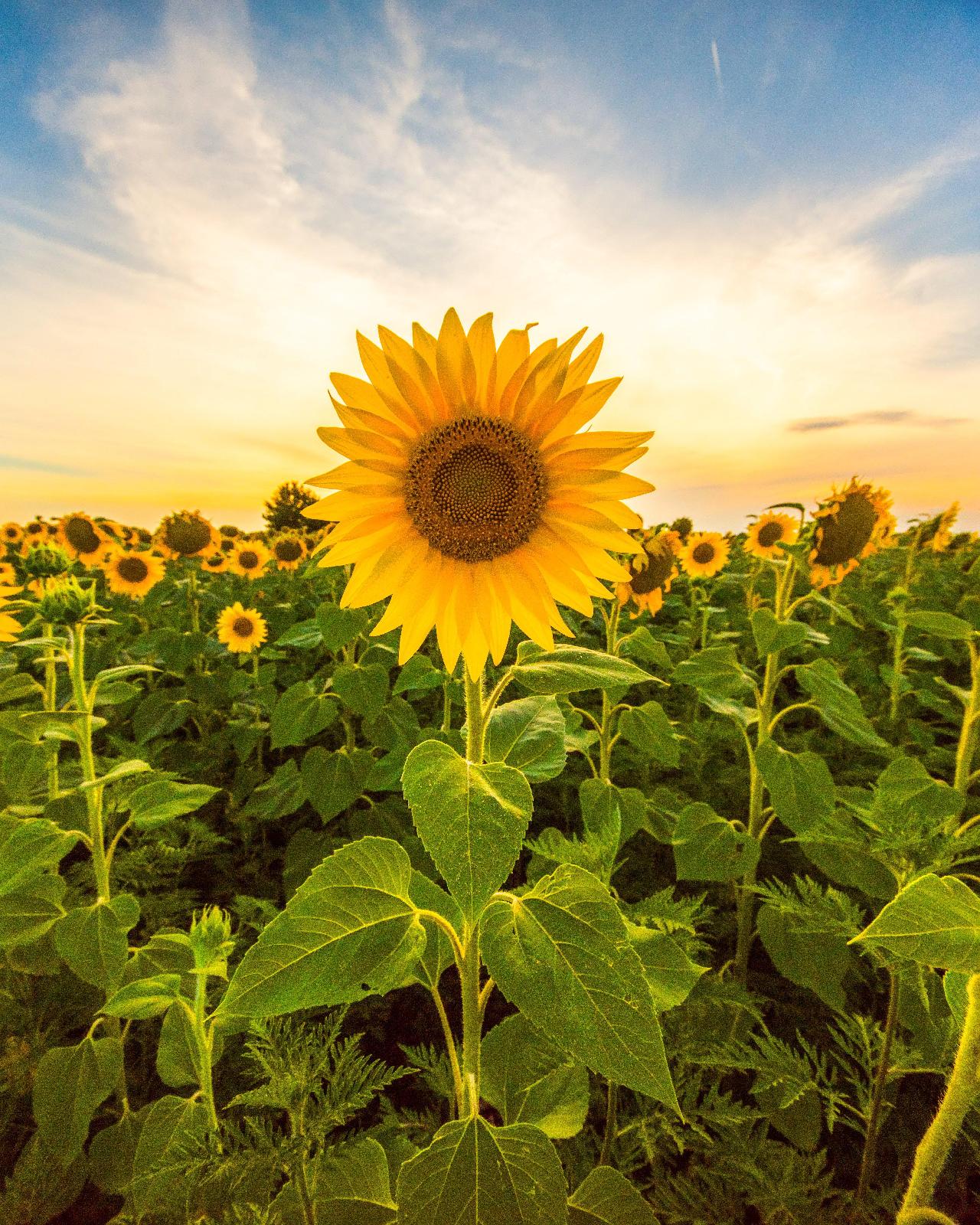 Sonnenblume