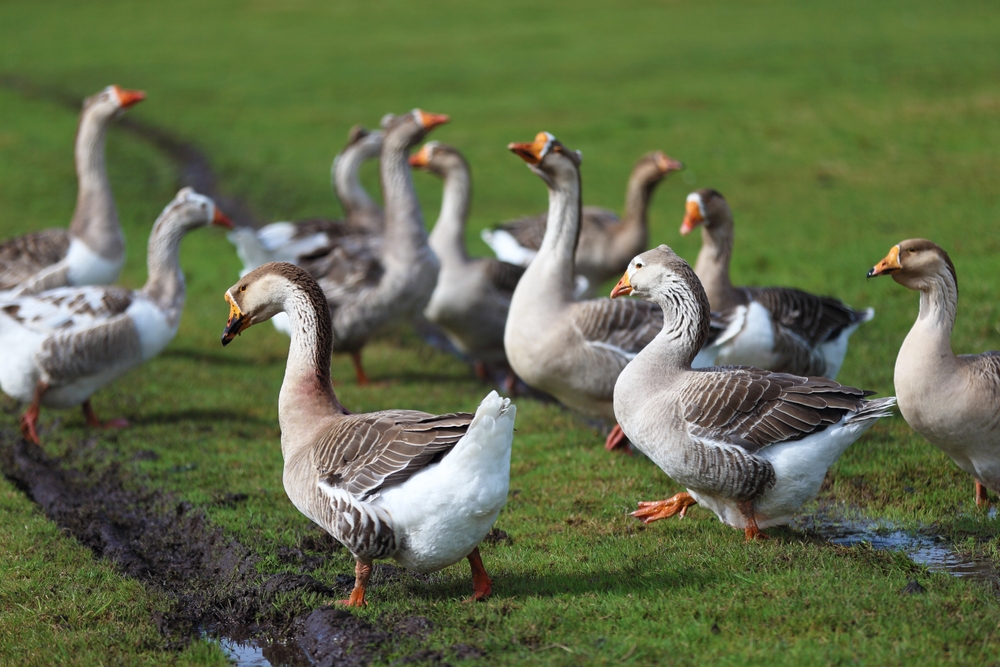 Wildschäden durch Gänse