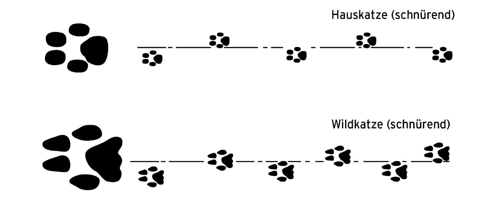 Spur Wildkatze