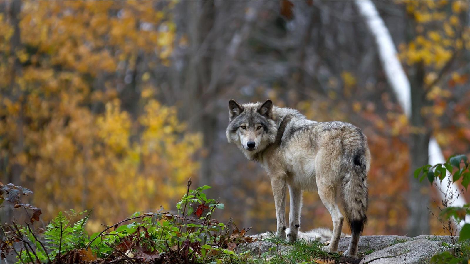 Wolf