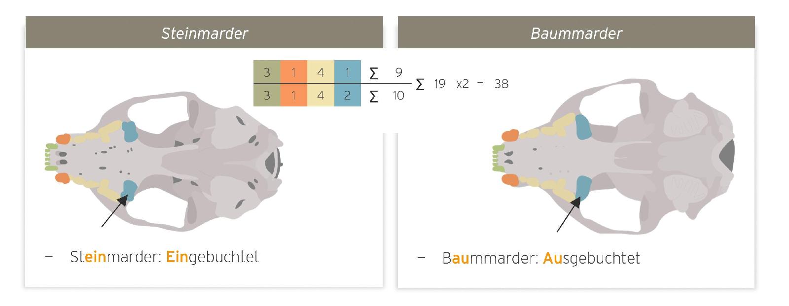 Stein- und Baummarder – Unterschiede: Gebiss