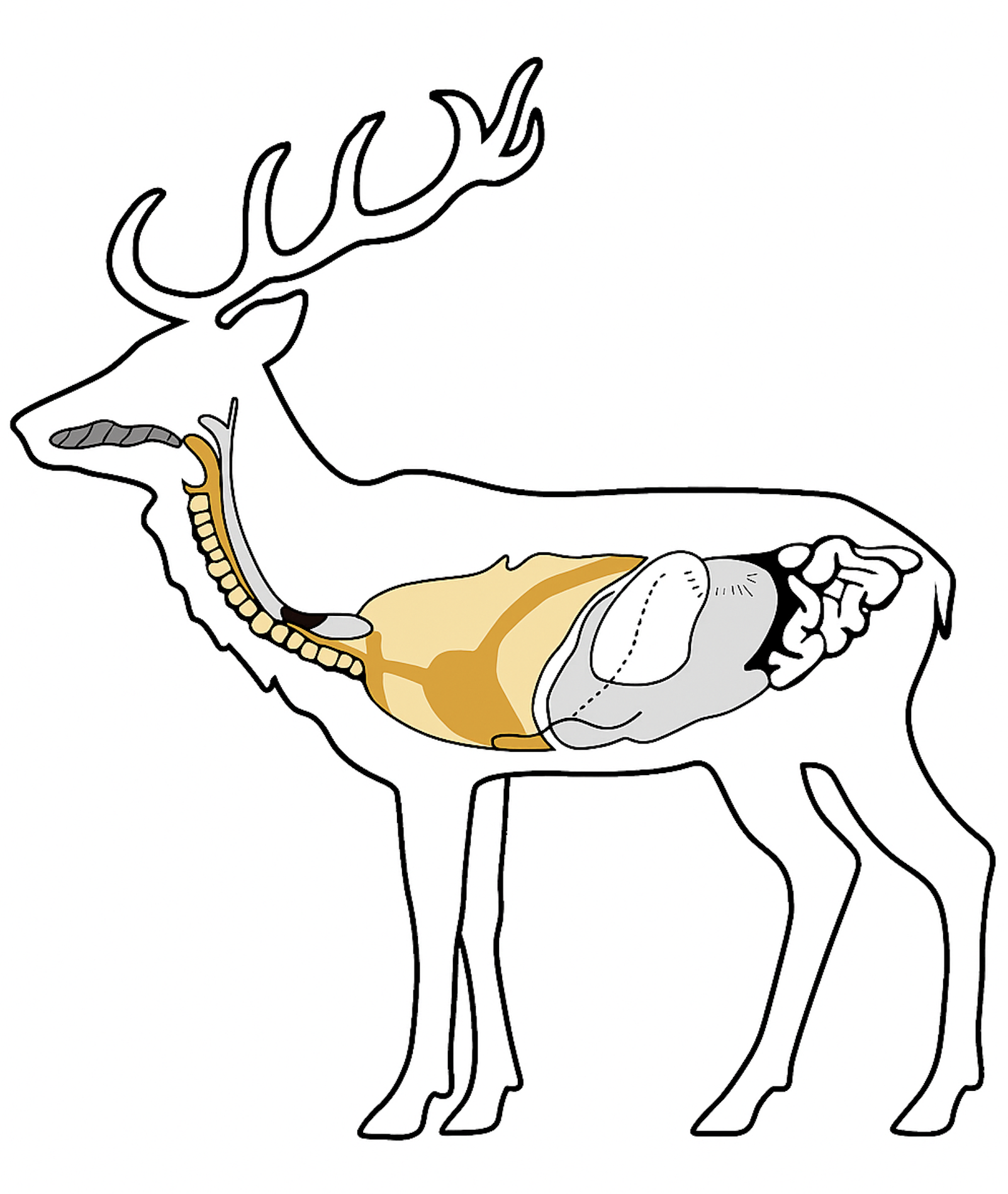 Verdauungswege Wiederkäuer