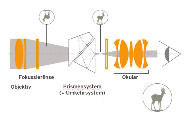 Okularbildebene