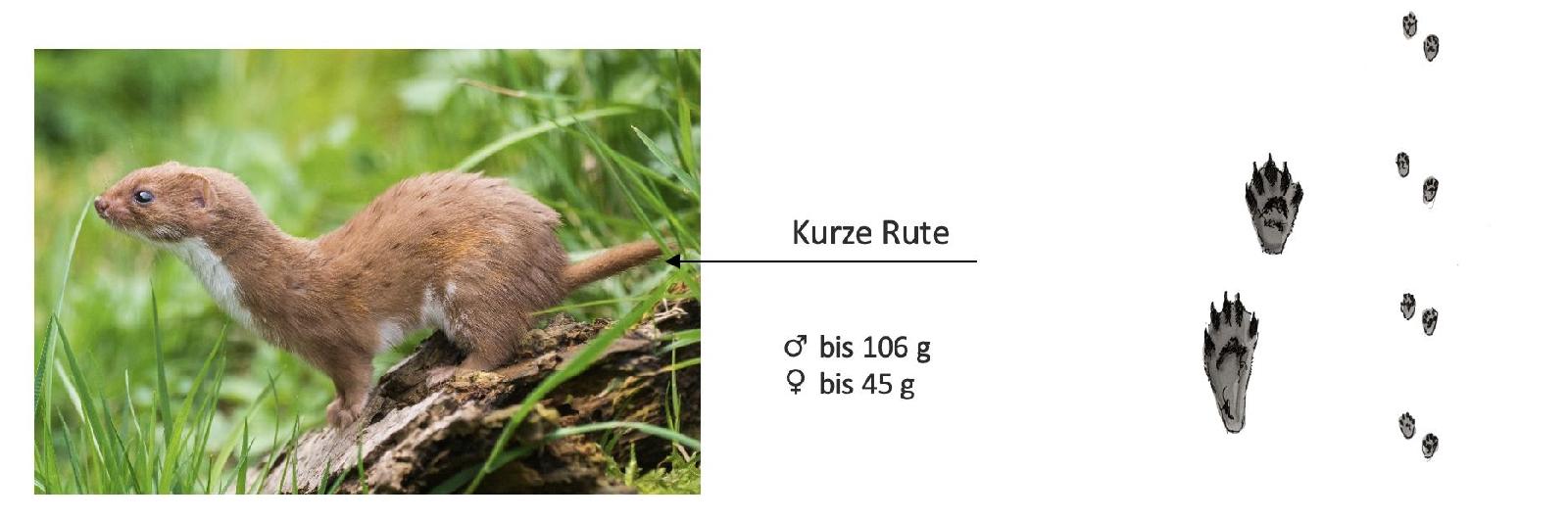 kleines Wiesel<br>