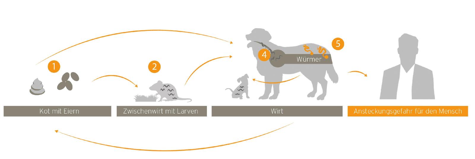 Kreislauf Hundespulwurm