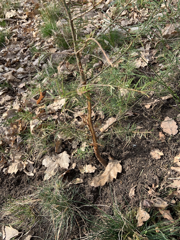 Fegeschaden Rehwild