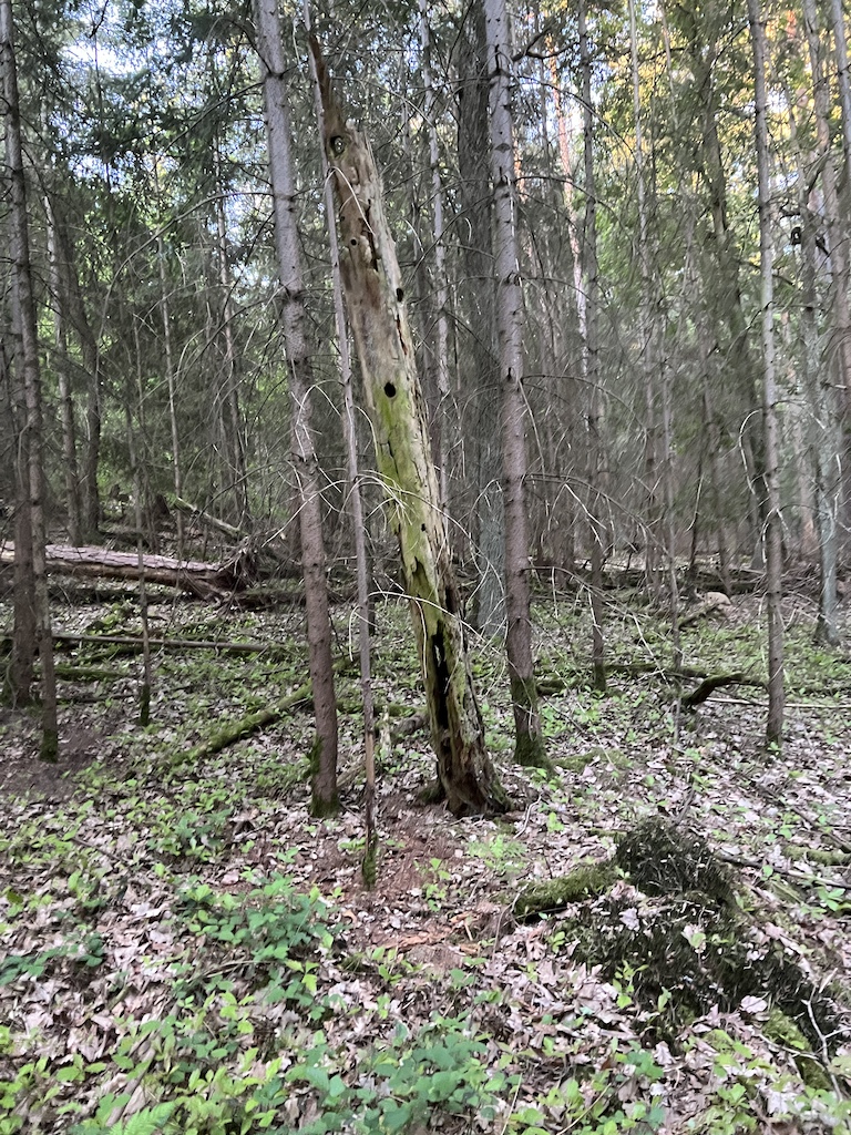 Rotfäule