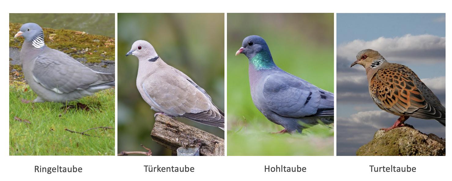 Übersicht Tauben<br>