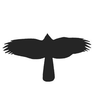 Flugbild Habicht<br>