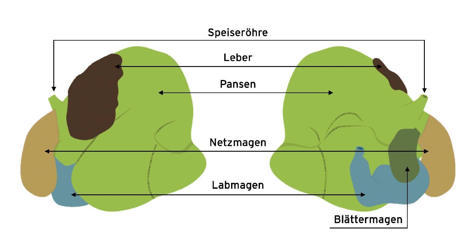 Wiederkäuer – Verdauung