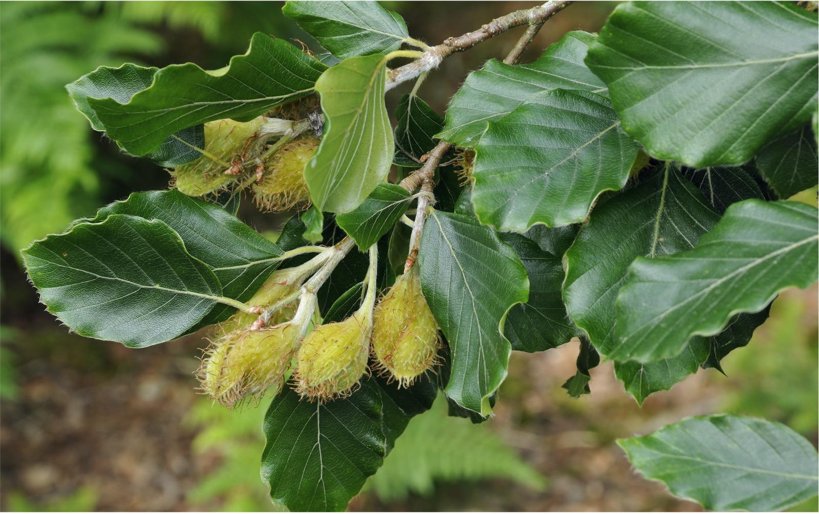 Rotbuche Frucht<br>