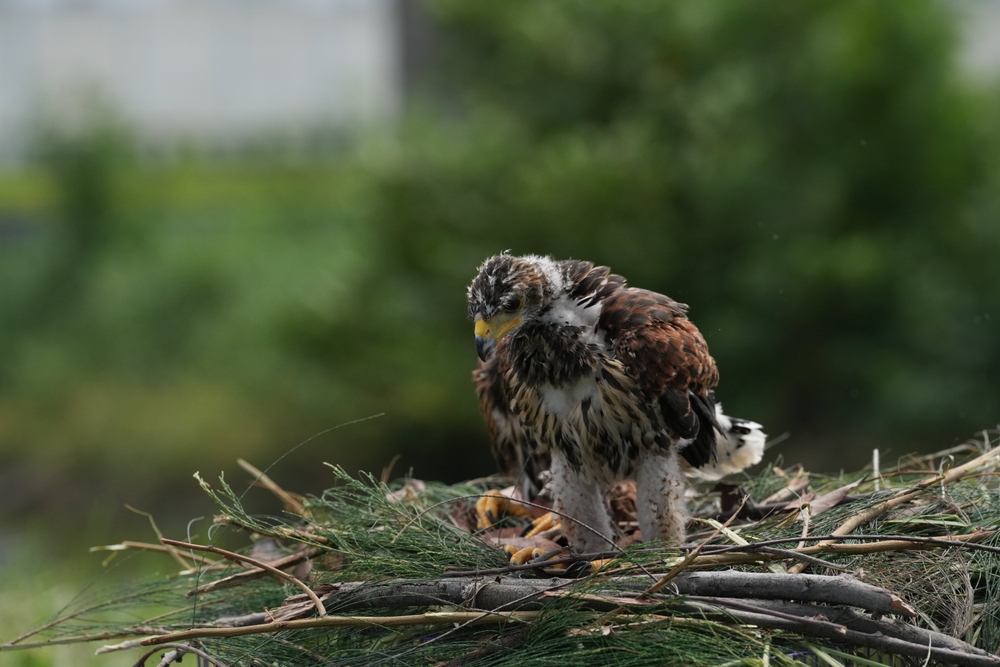begrünter Habichthorst