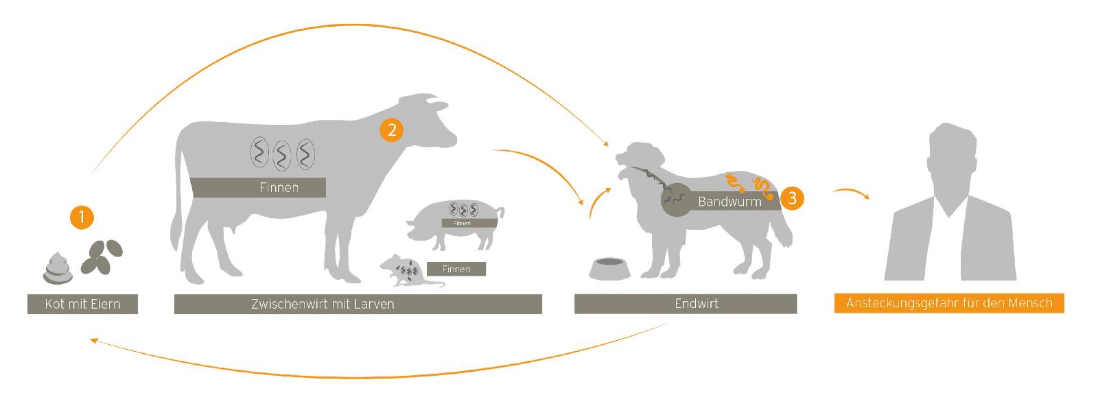 Kreislauf Hundebandwurm