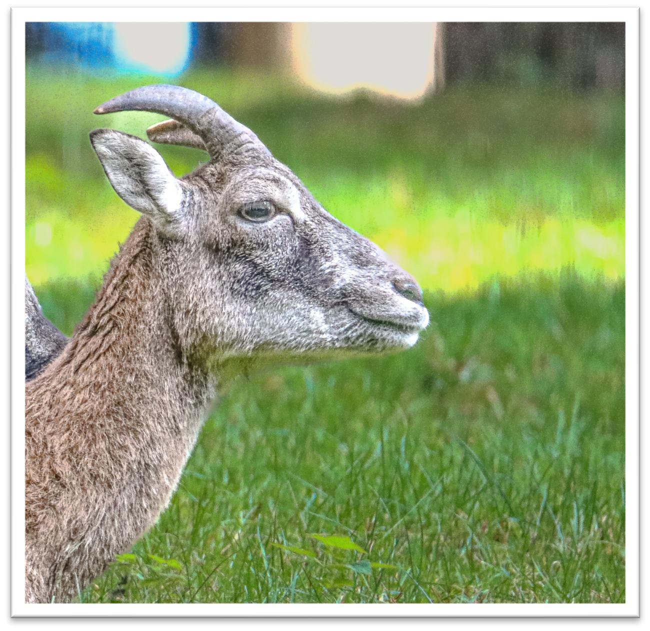 gehörntes Schaf <br>