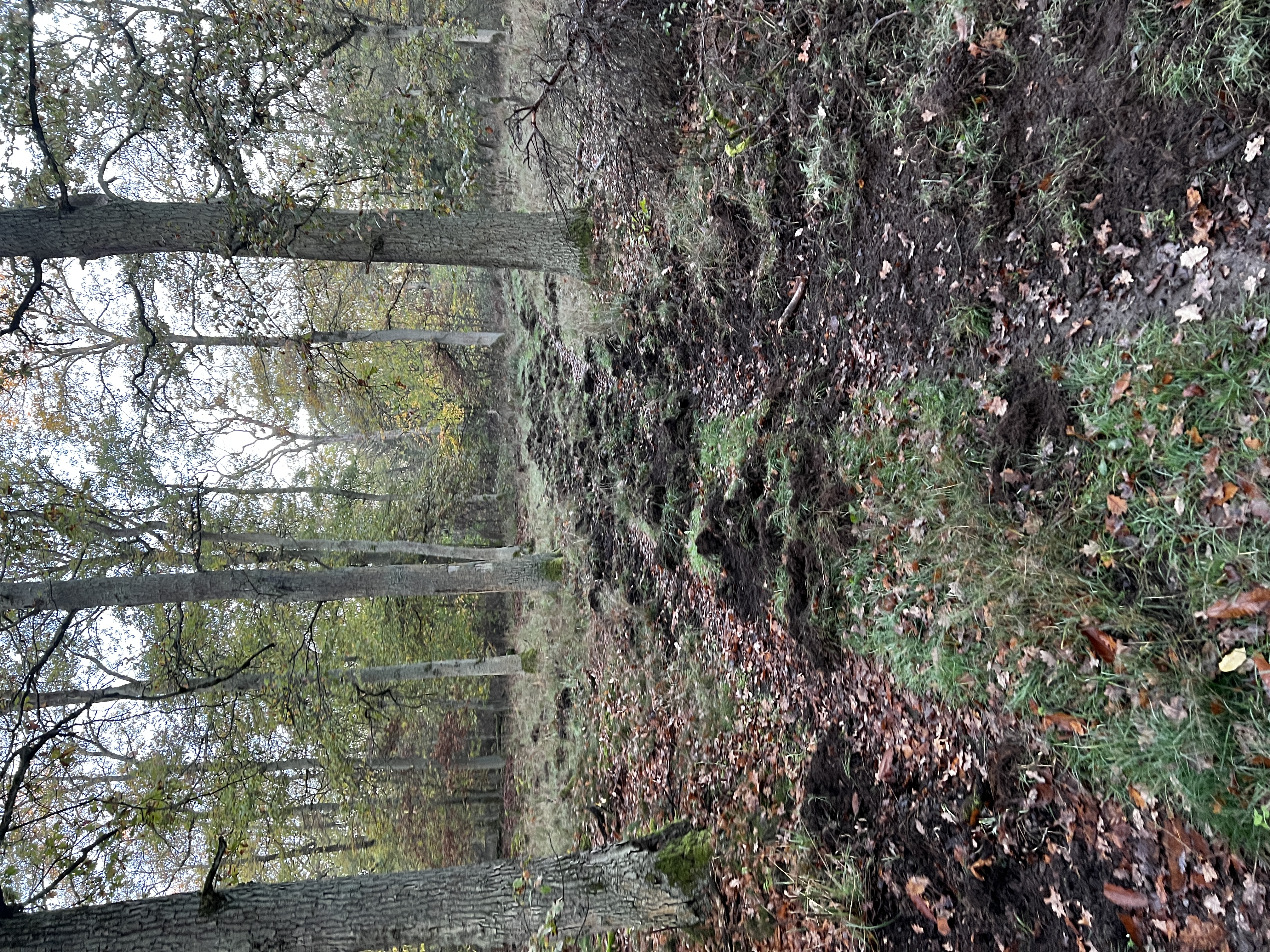 Wühlschaden