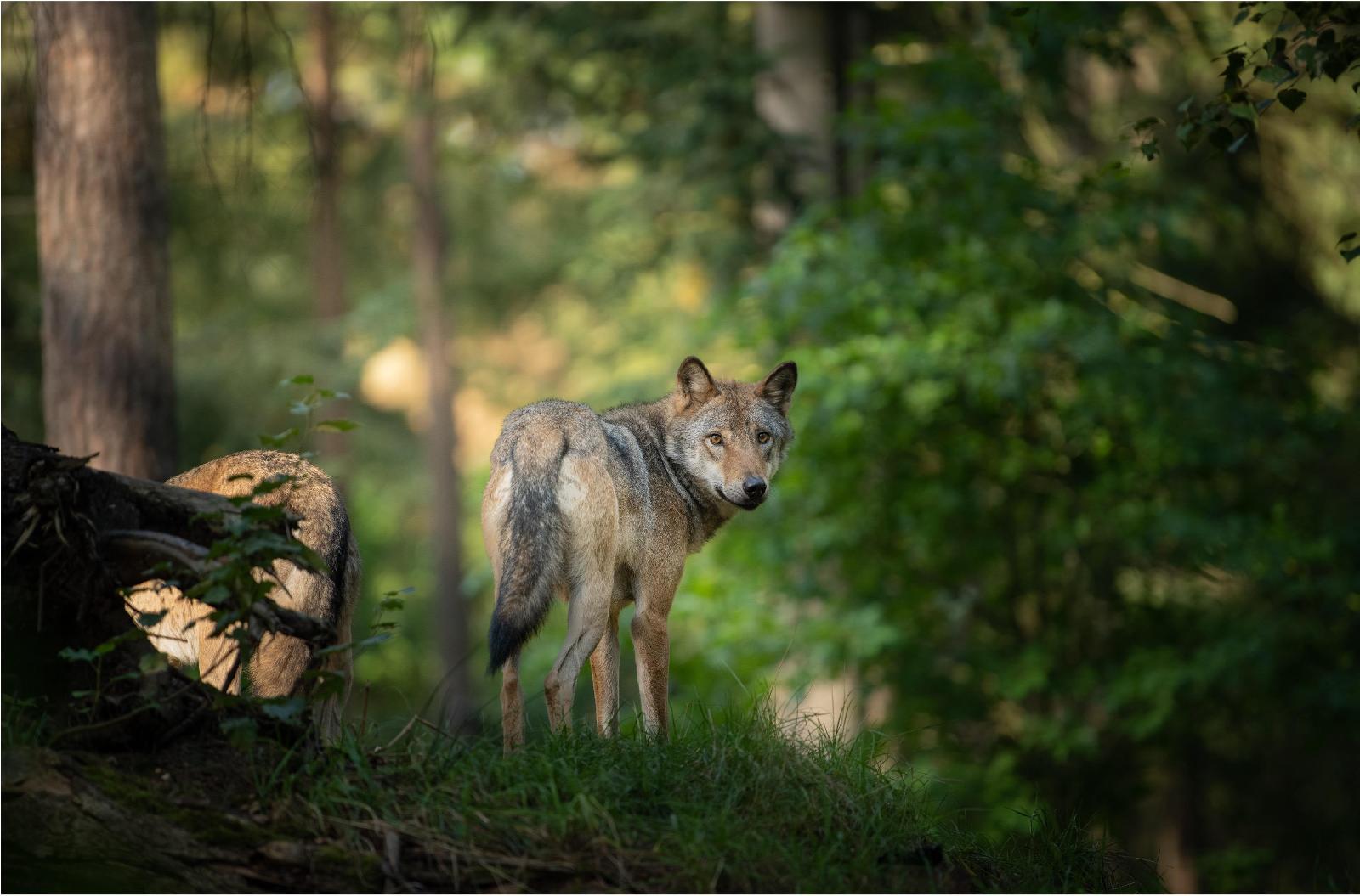 Wolf <br>