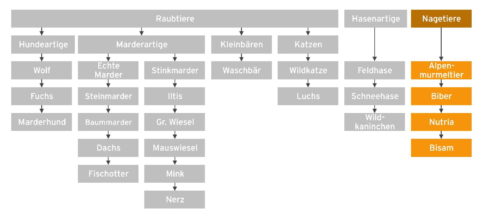 Ordnung - Nutria und Bisam