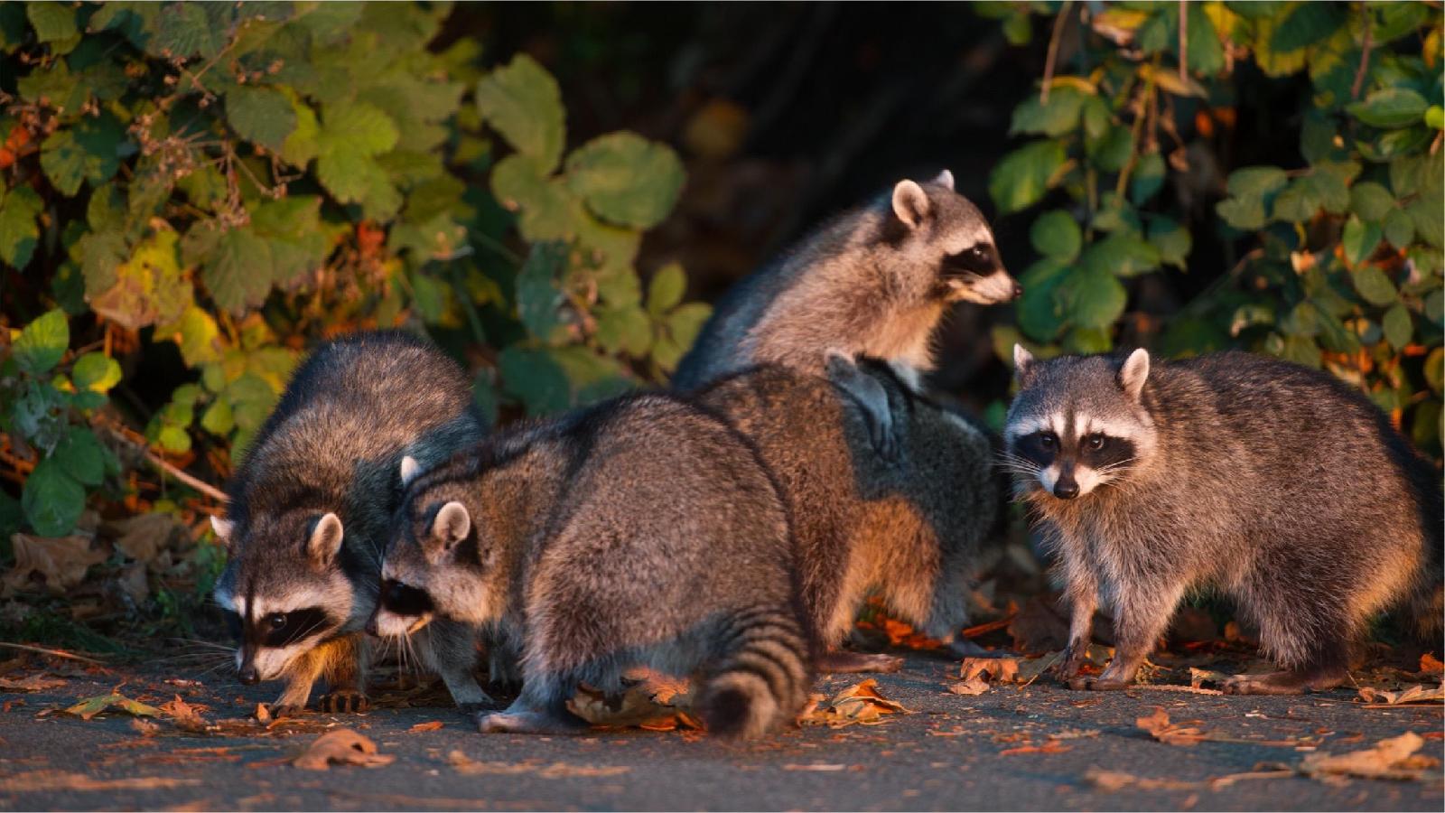 Waschbär