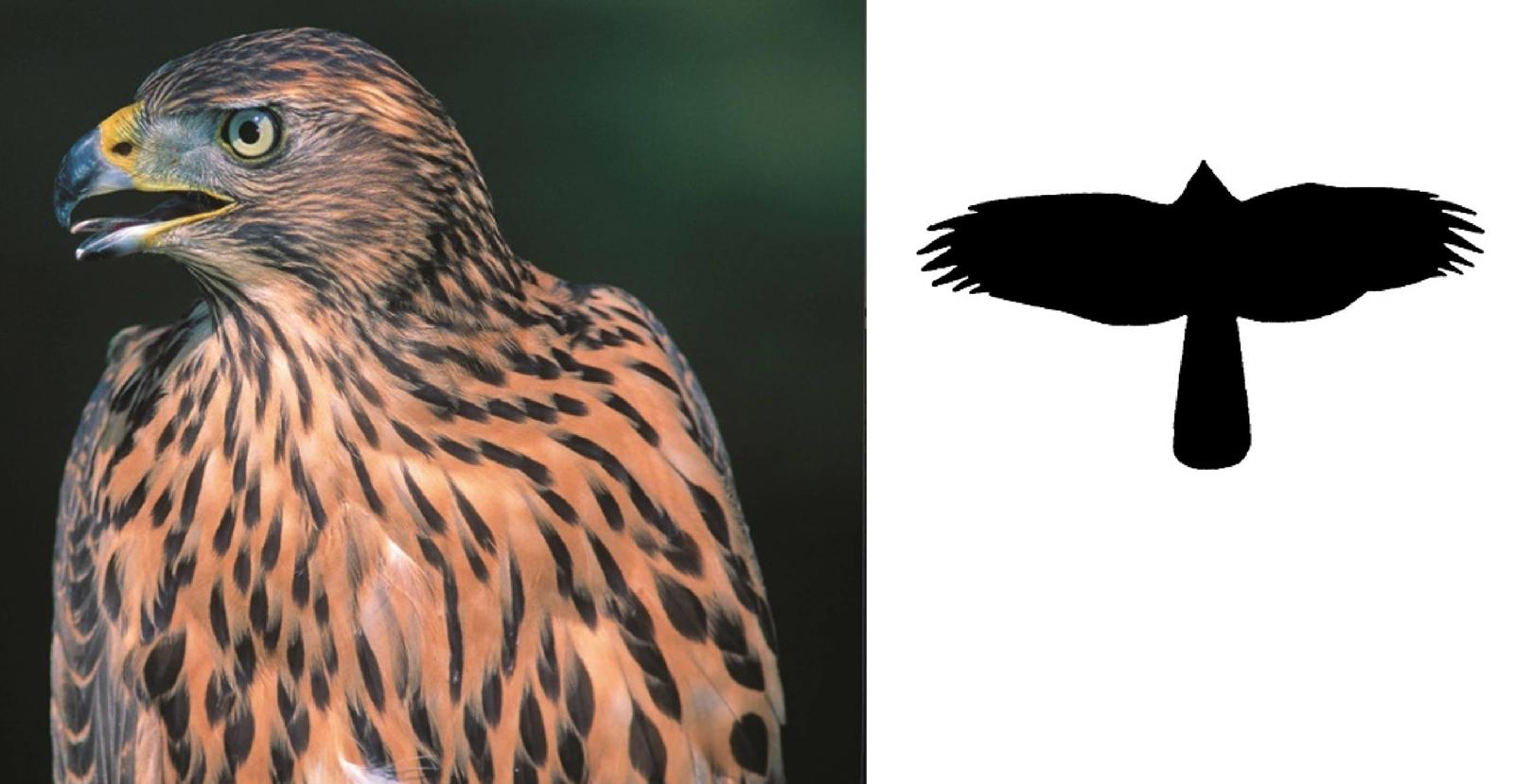 Rothabicht – Jungvogel