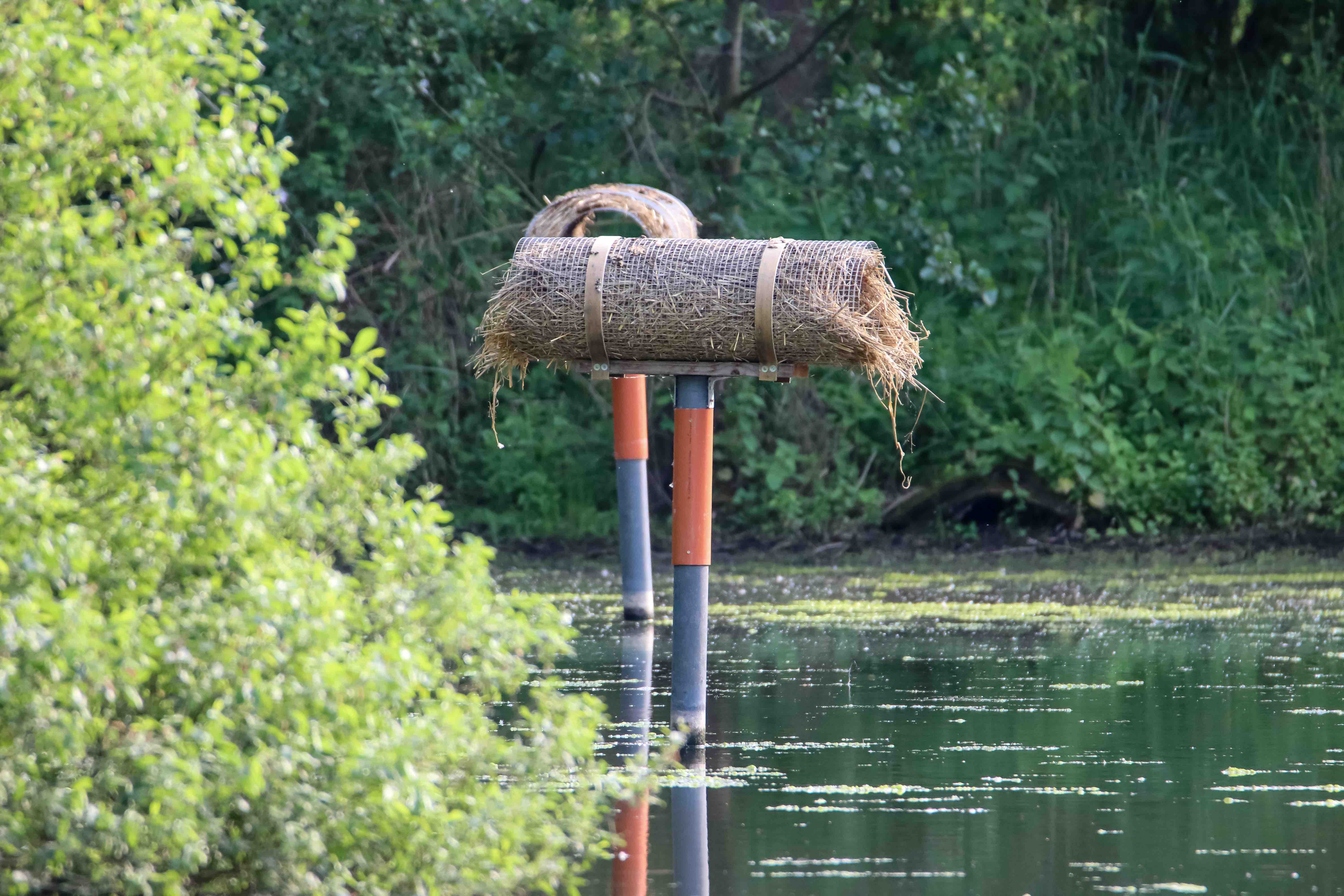 Bruthilfe Enten <br>