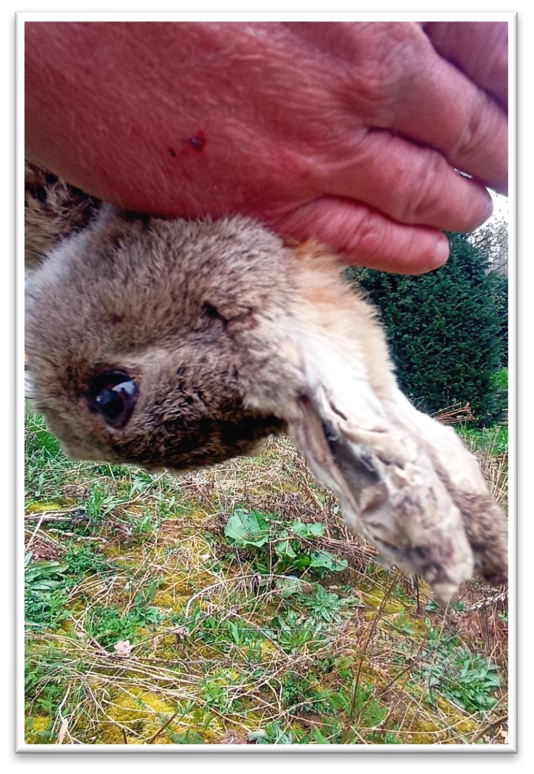 Genickschlag Hase
