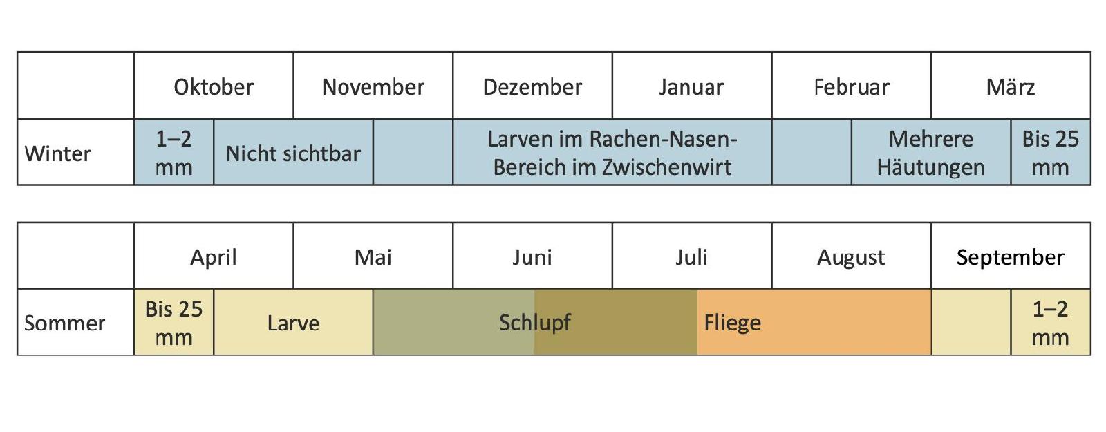 Rachenbremse Kreislauf<br>