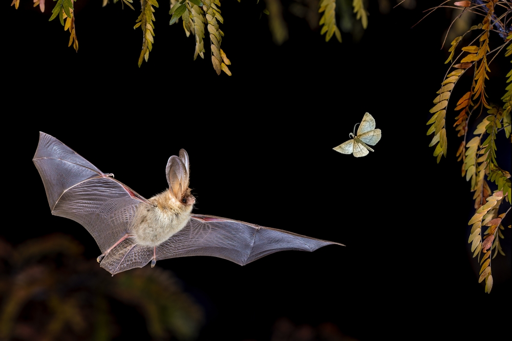 Fledermaus