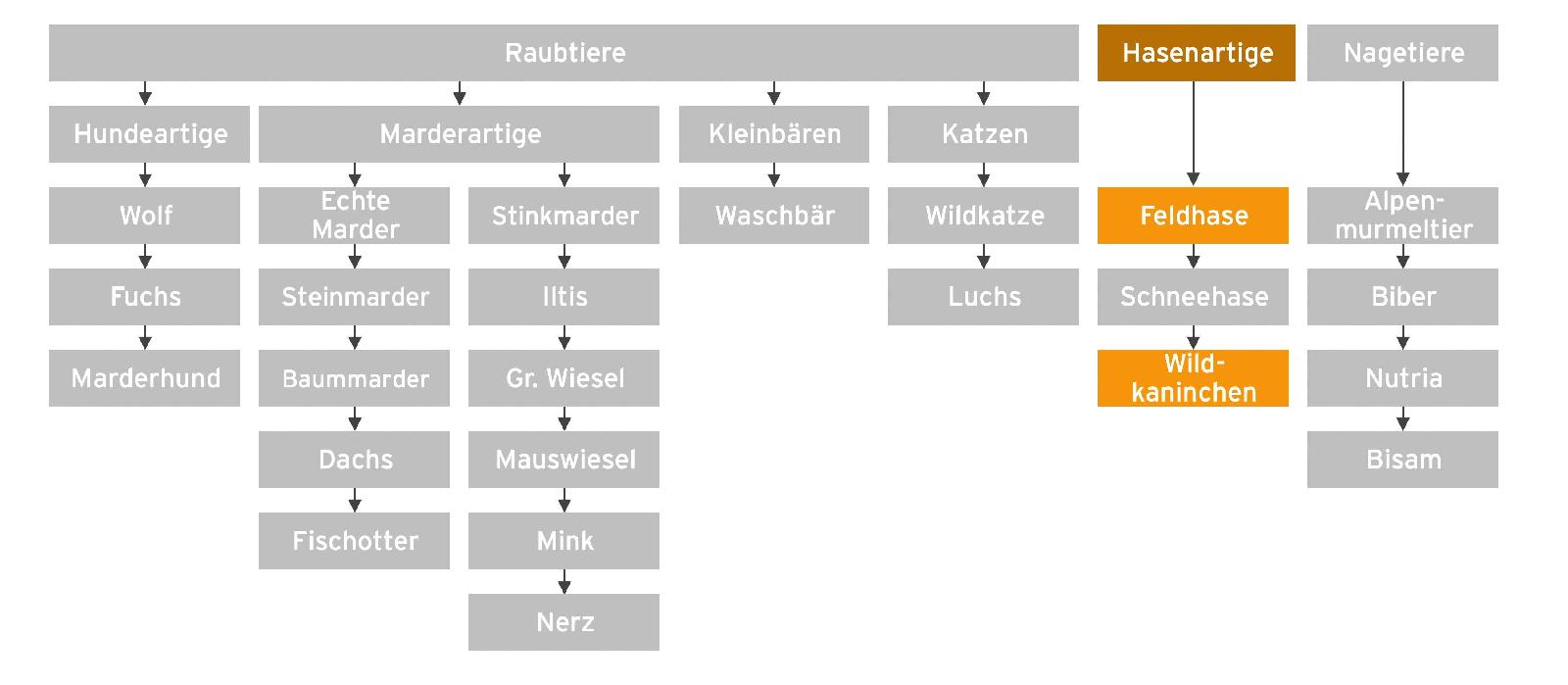 Ordnung Wildkaninchen